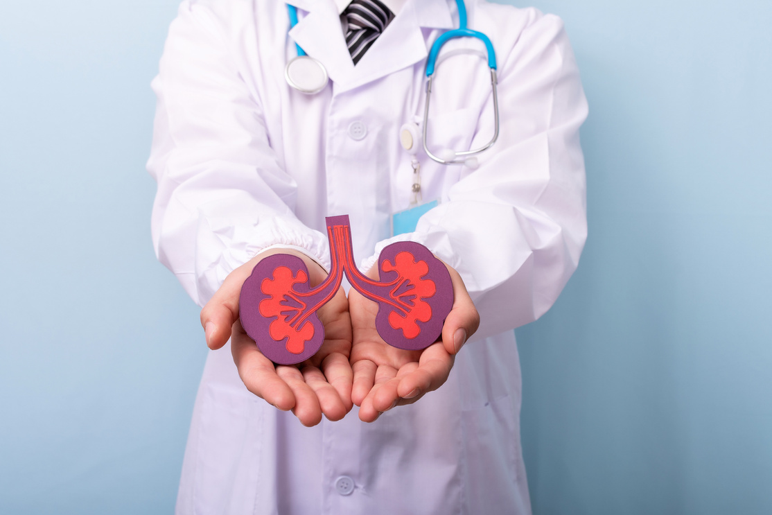 Doctor Hands Holding Kidneys Shape. Health Care, Medical Insurance Concept.