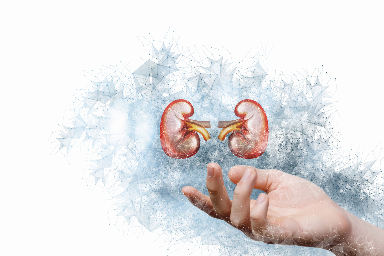 Hand shows the kidneys .